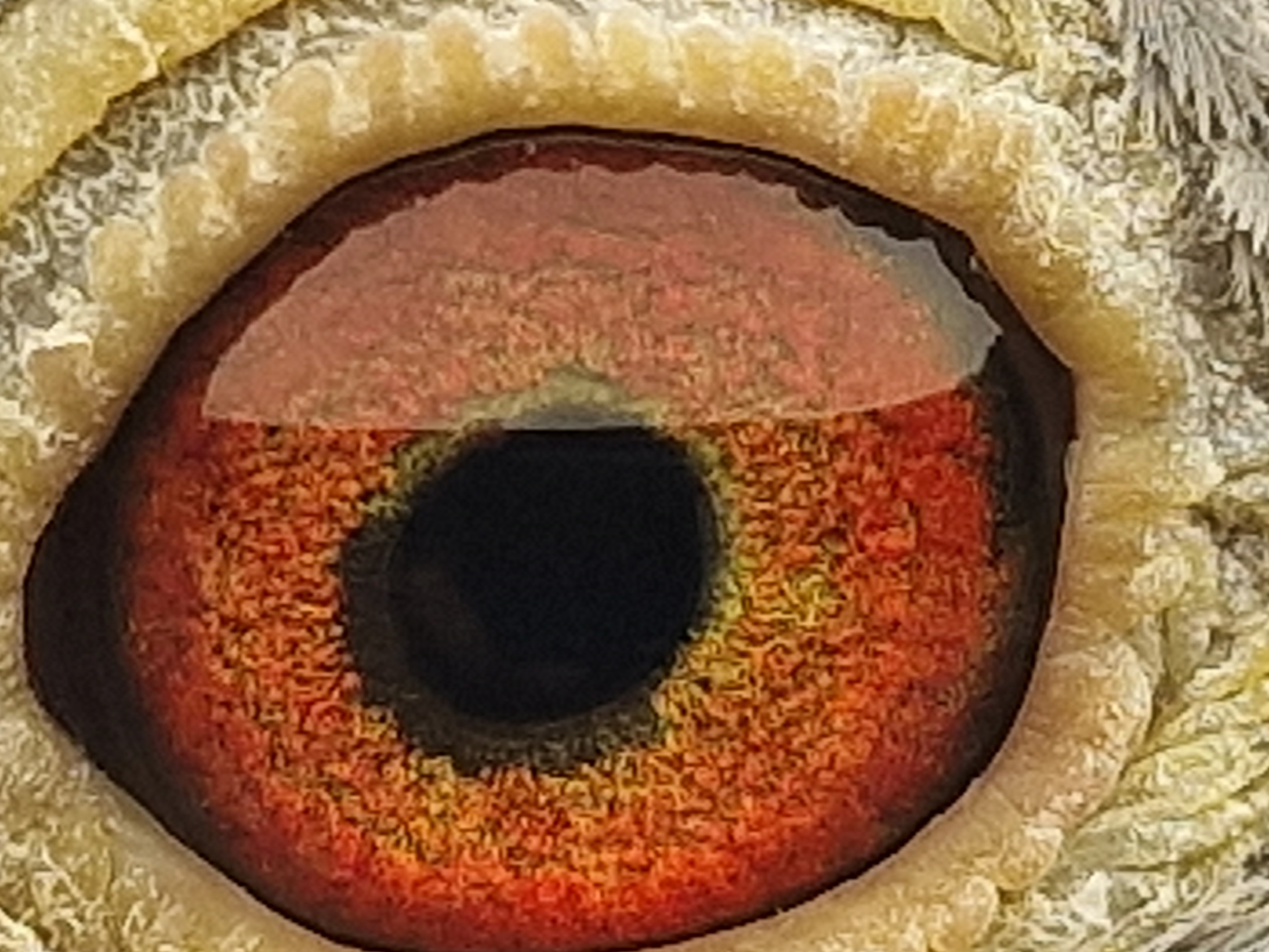Pigeon eye